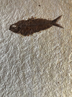 Fisch Knightia und ein Stück Palmenstiel aus dem Eozän
