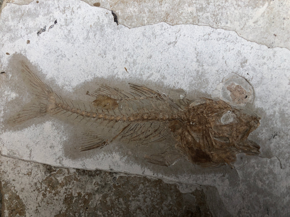 Fisch Dapalis Macrurus aus dem Oligozän