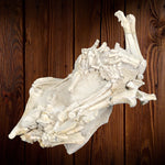 Oreodont Bonebed aus dem Oligozän
