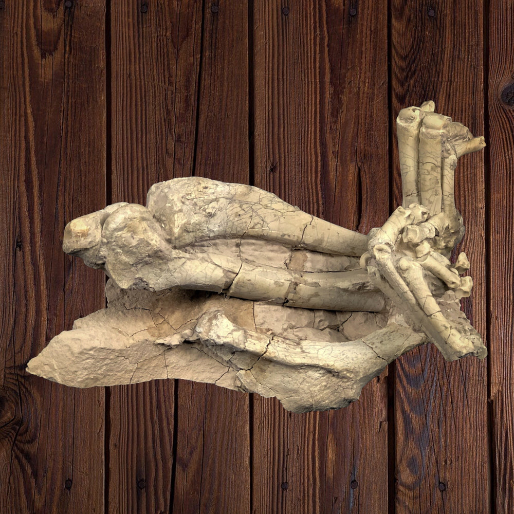 Oreodont Bonebed aus dem Oligozän