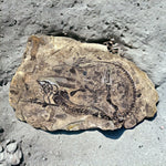Barasaurus besairiei aus dem Perm