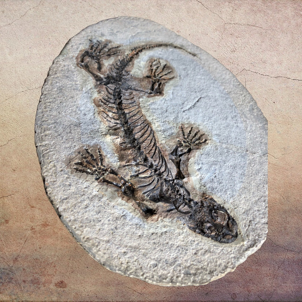 Barasaurus besairiei Reptil aus dem Perm