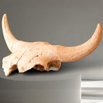 Schädel Bison priscus aus dem Pleistozän