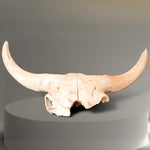 Schädel Bison priscus aus dem Pleistozän