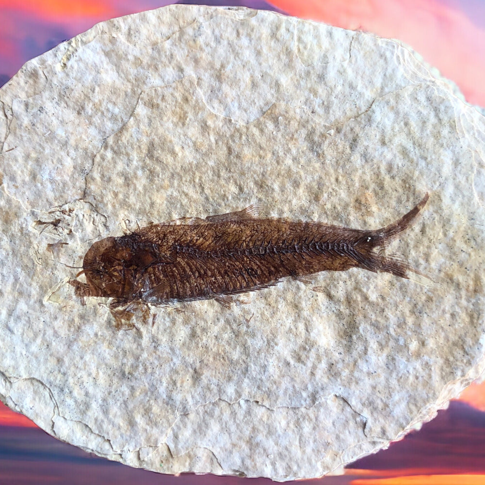 Fisch Knightia im Doppelpack aus dem Eozän