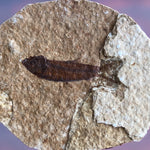 Fisch Knightia im Doppelpack aus dem Eozän