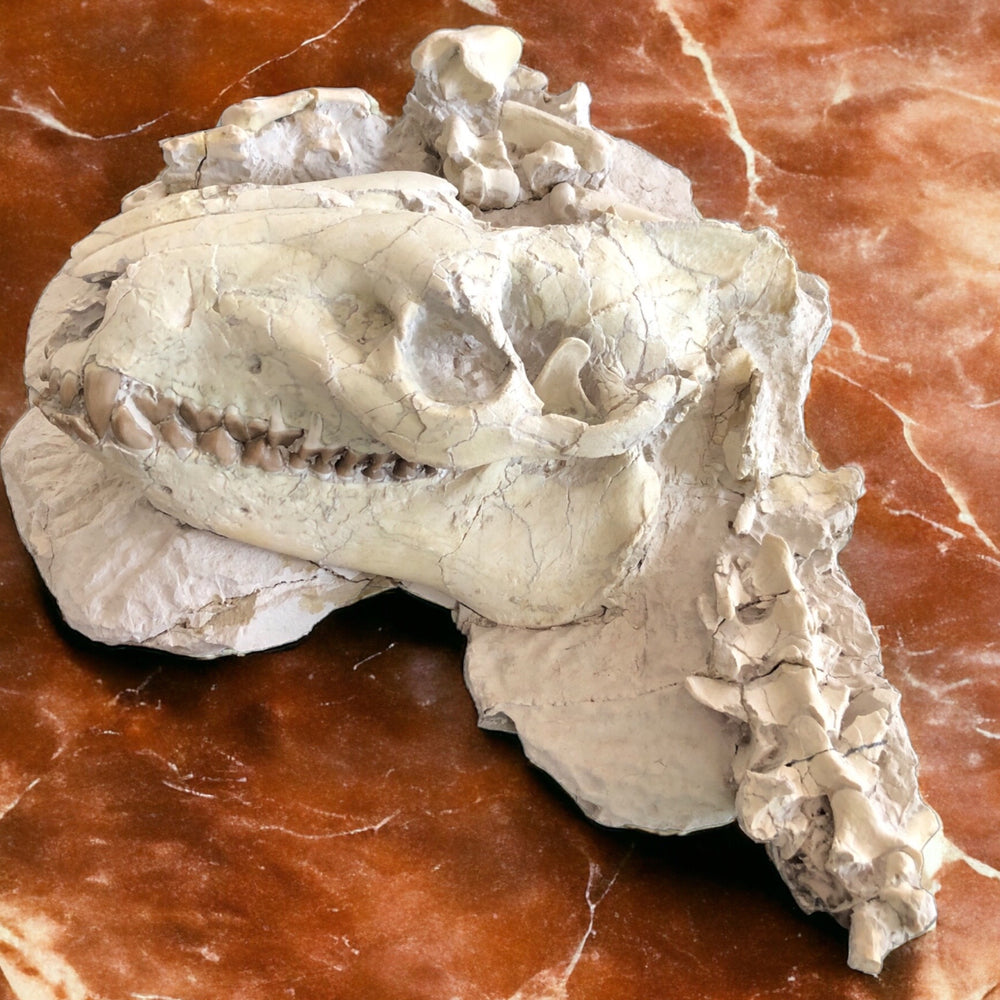 Oreodont Säugetier aus dem Oligozän