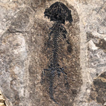 Amphib Discosauriscus pulcherrimus aus dem Perm