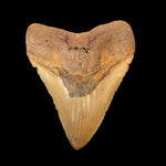 Megalodon Zahn vom Riesenhai aus dem Pliozän