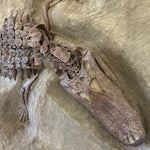 Alligator aus dem Pleistozän von Florida