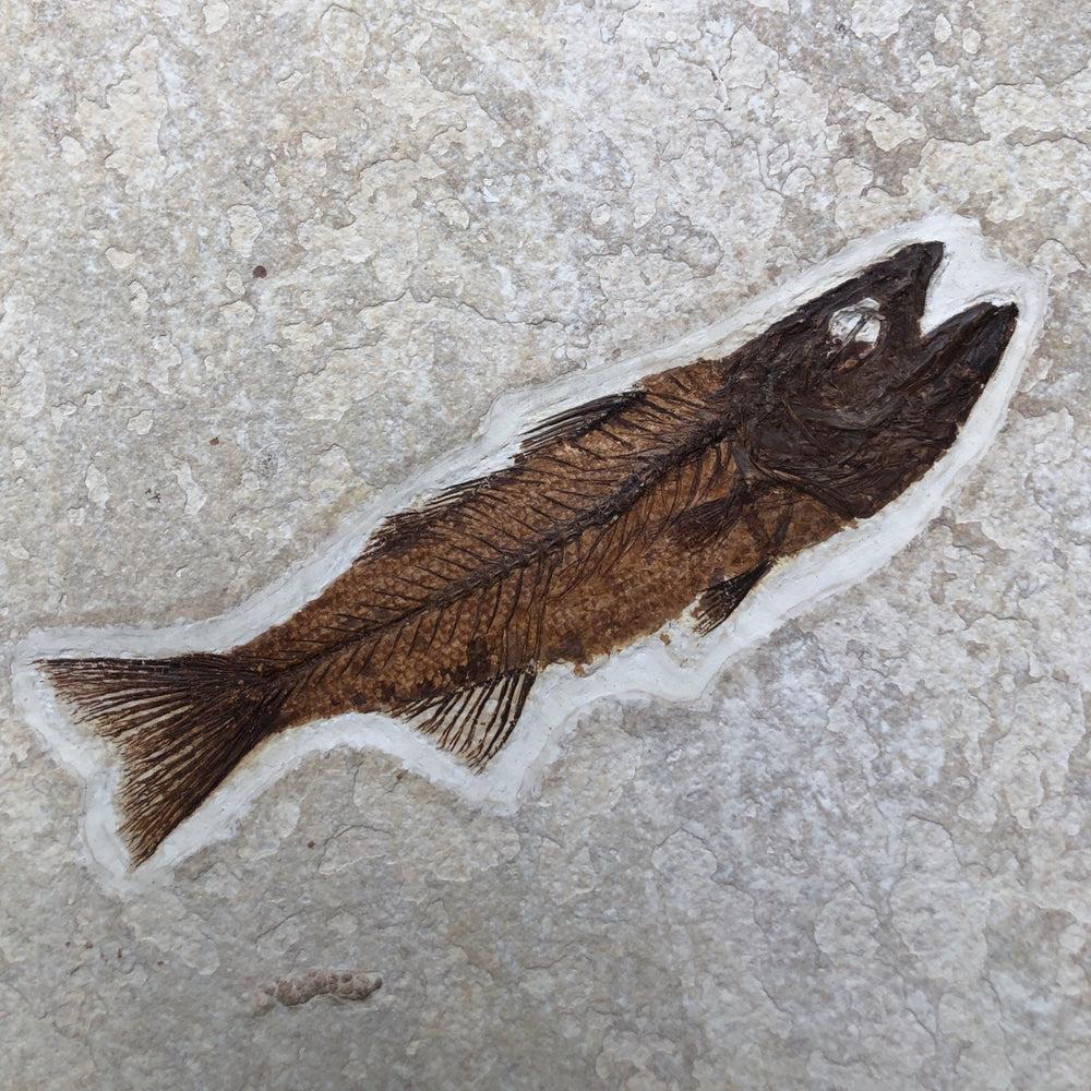 Fisch Mioplosus labracoides und Knightia aus dem Eozän