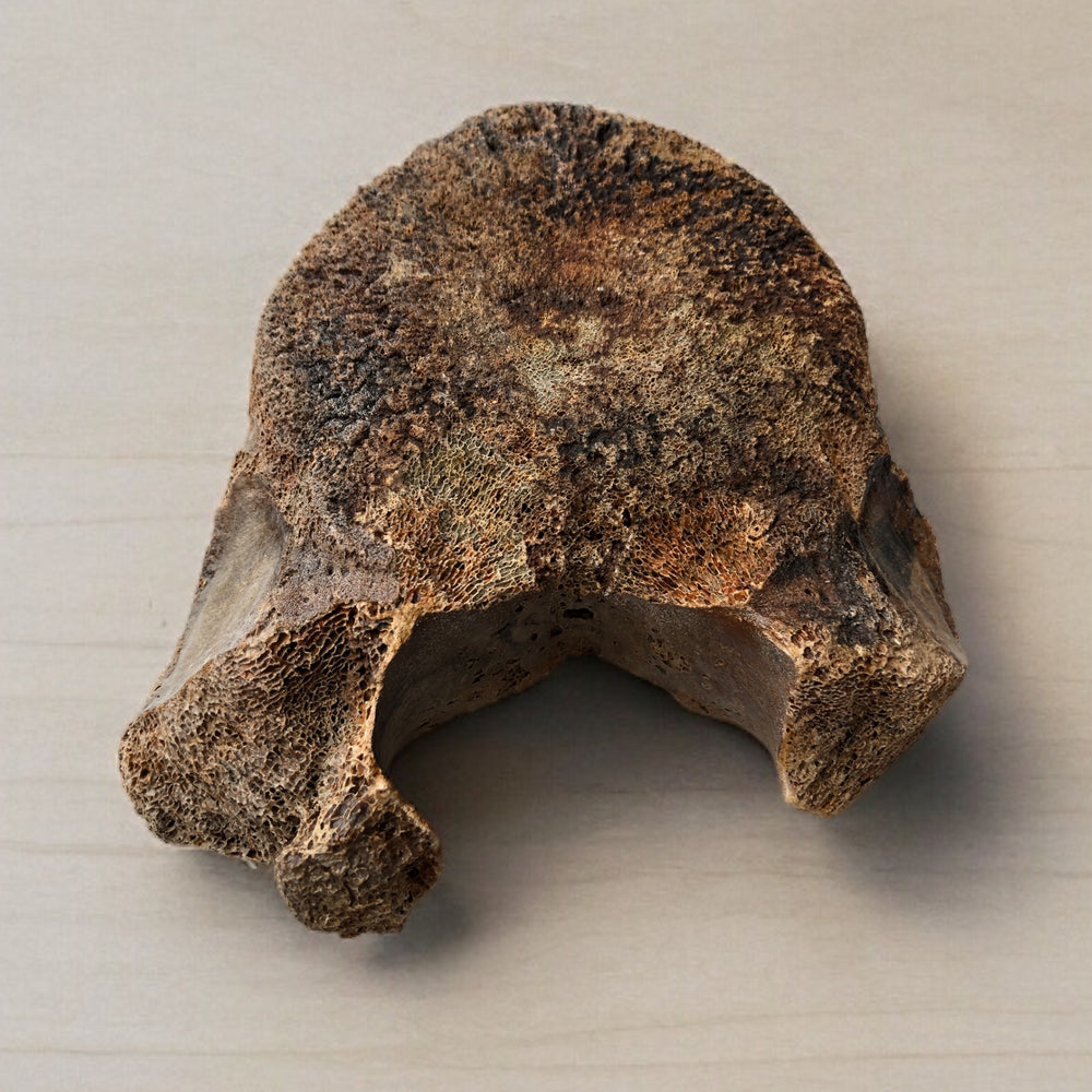 Wirbel eines Mammuts aus dem Pleistozän