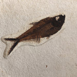 Fisch Diplomystus mit Seerosenblatt aus dem Eozän