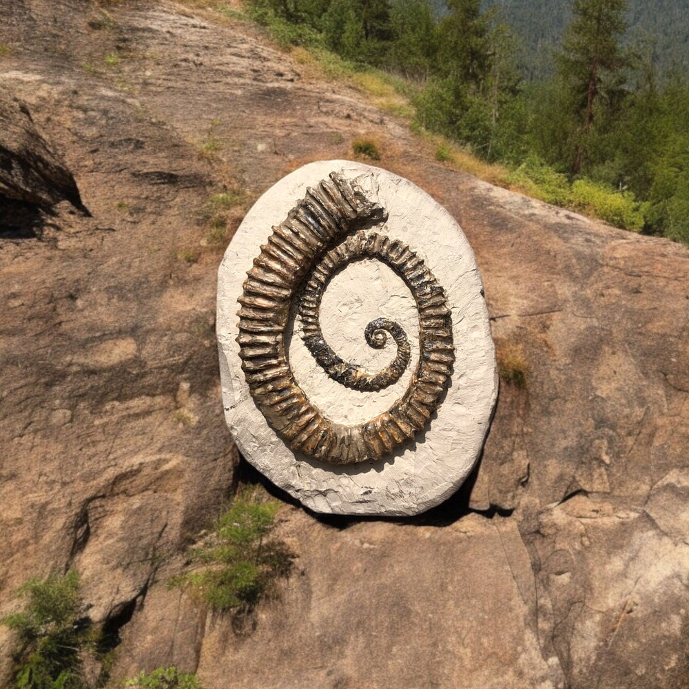 Ammonit Aegocrioceras raricostatum aus der Kreide von Hannover