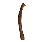 Rippe eines Mammuts aus dem Pleistozän