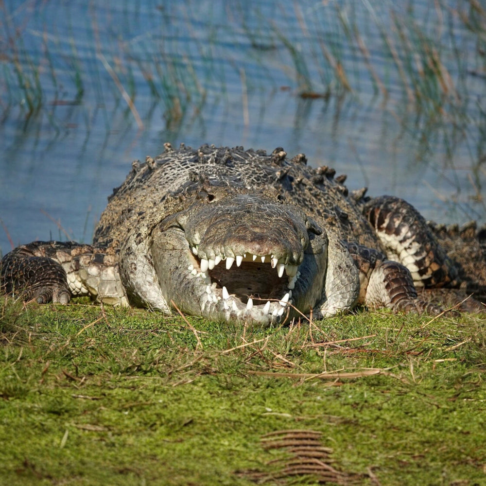 Alligator aus dem Pleistozän von Florida