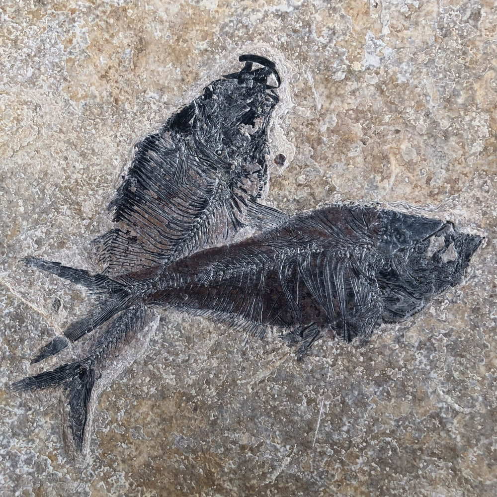 Fischplatte mit zwei Diplomystus aus dem Eozän