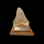 Zahn Megalodon Riesenhai aus dem Pliozän