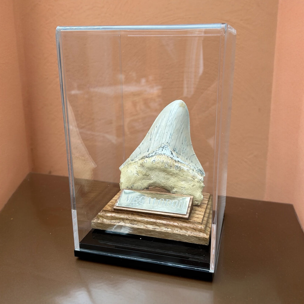 Zahn Megalodon Riesenhai aus dem Pliozän