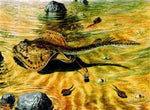 Rochen Stingray aus dem Eozän